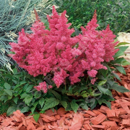 Picture of Astilbe - Astary Rose